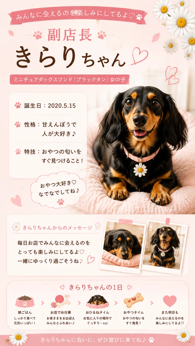 副店長きらりちゃん。ミニチュアダックスフンド、ブラックタンの女の子。